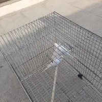 مرغ عشق سفید خالص|پرنده|بابلسر, |دیوار