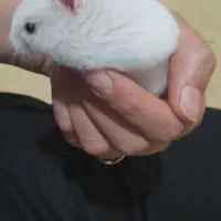همستر بازی گوش