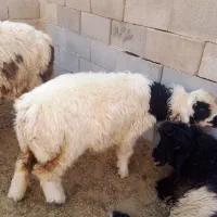 سلام دوتا کوه چاق|حیوانات مزرعه|ایذه, |دیوار