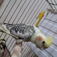 جوجه عروس هلندی