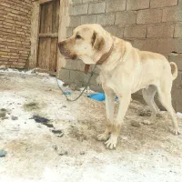 سگ سرابی 4سال