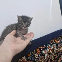 بچه گربه رایگان واگذارمیشود