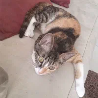 واگذاری گربه