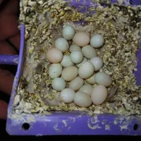 تخم مرغ نژاد دار