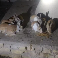 خرگوش