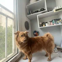 سگ نژاد اشپیتز|حیوانات|کاشان, فاز ۱ ناجی آباد|دیوار