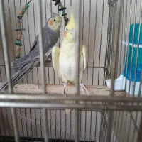 فروش نر عروس هلندی