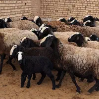 گوسفند اصل شال 19 راس میش روزگاری 10 راس بره دار