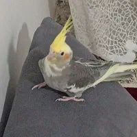 جوجه عروس هلندی