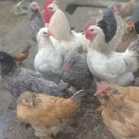 جوجه مرغ خروس پاپر|حیوانات مزرعه|بابکان, |دیوار