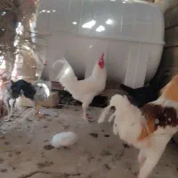 خروس سفید خالص|پرنده|فراشبند, |دیوار