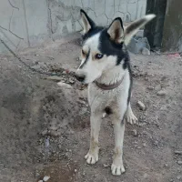 سگ هاسکی
