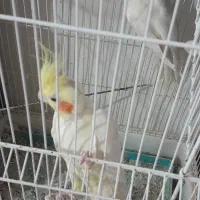 عروس هلندی نرو ماده