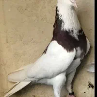 کفتر ماده تیکه پاره