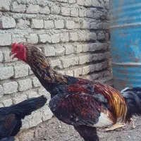 مرغ و خروس لاری اصل|حیوانات مزرعه|گمیشان, |دیوار