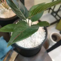 انواع گیاهان آپارتمانی