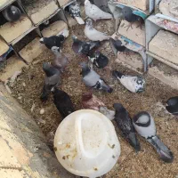 کبوتر پرشی|پرنده|سامان, |دیوار