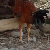 جوجه خروس لاری