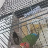 جفت طوطی برزیلی مولد|پرنده|شوشتر, |دیوار