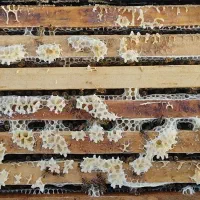 زنبور عسل نژاد کردوان و باکفست