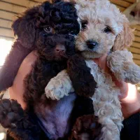 واگذاری توی پودل خالص|سگ|تبریز, |دیوار