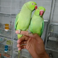 فروش طوطی ملنگو و عروس هلندی