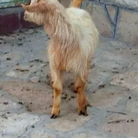 بزغاله ماده