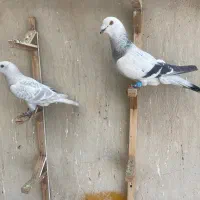 کبوتر شامی و چپ جفتگاه