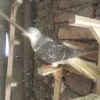 چپ مگسی پرشی گرفتنی