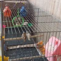 فنچ تخم گذار