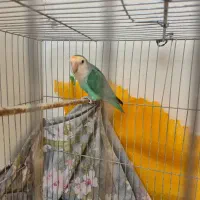 طوطی برزیلی|پرنده|محمدشهر, همایون ویلا|دیوار