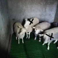 بره  ایلدوفرانس اصل|حیوانات مزرعه|کاشان, لتحر|دیوار