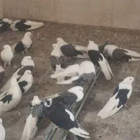 کبوتر بلند دوکت