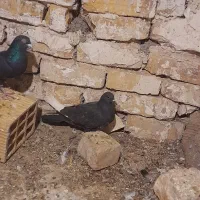 یک جفت قارا نشاد خوب پرشی پرشی چشم قرمز خون|پرنده|اقبالیه, |دیوار