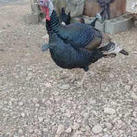 بوقلمون و خروس محلی و مرغ شاخدار