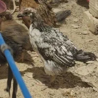 جوجه محلی 45روزه
