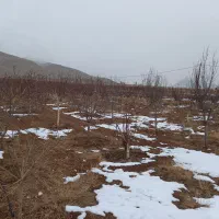 زمین کشاورزی باغی|فروش دفتر صنعتی، کشاورزی، تجاری|داران, |دیوار