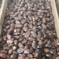 خرما سعمران شادگان موجو است زیر قیمت بازار