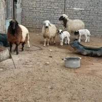 ۲عددمیش خشک جوان سنگین وزن تمام پروارفروشن|حیوانات مزرعه|دهلران, |دیوار