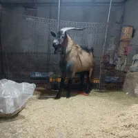 بره ماده بزنرآلپاین معاوضه|حیوانات مزرعه|همدان, |دیوار