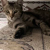 گربه خونگی واگذار میشه