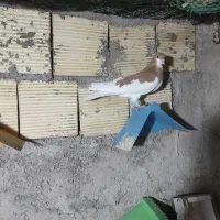 چند عدد کبوتر رنگی به شرط پرش|پرنده|بندر ماهشهر, |دیوار