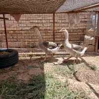 قازدورگه امریکایی