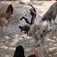 فروشی|حیوانات مزرعه|جم, |دیوار