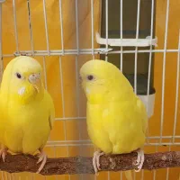 مرغ عشق چشم شرابی نژاد هلندی