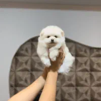 پامرانین فنجونی ۴۰۰ گرمی|سگ|باغستان, |دیوار