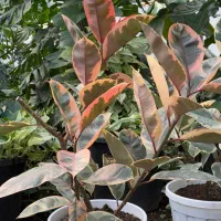 فیکوس شرابی