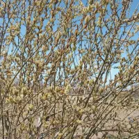 بیدمشک دانه درشت علا