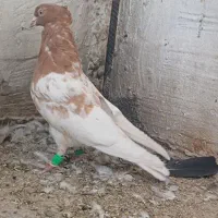 کبوتر رنگی|پرنده|فیروزآباد (فارس), |دیوار