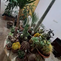 فروش خانگی انواع گل های آپارتمانی|گل و گیاه طبیعی|بیرجند, |دیوار